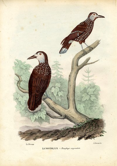Cassenoix Moucheté, 1863-79 - Raimundo Petraroja